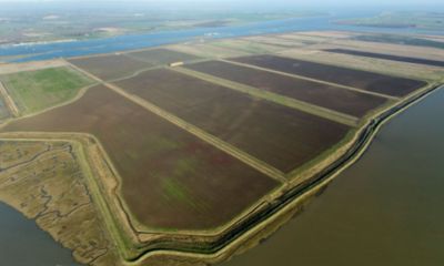 Wallasea Island